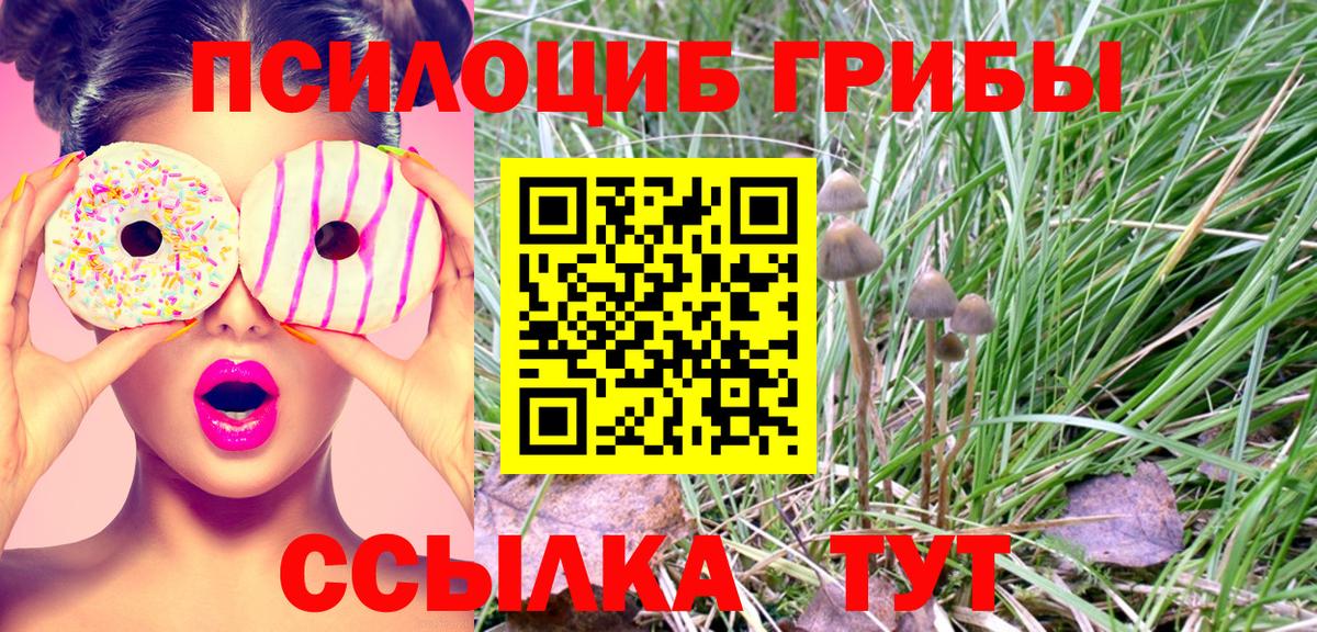 сколько стоит  Жуковский  Псилоцибиновые грибы Psilocybe 